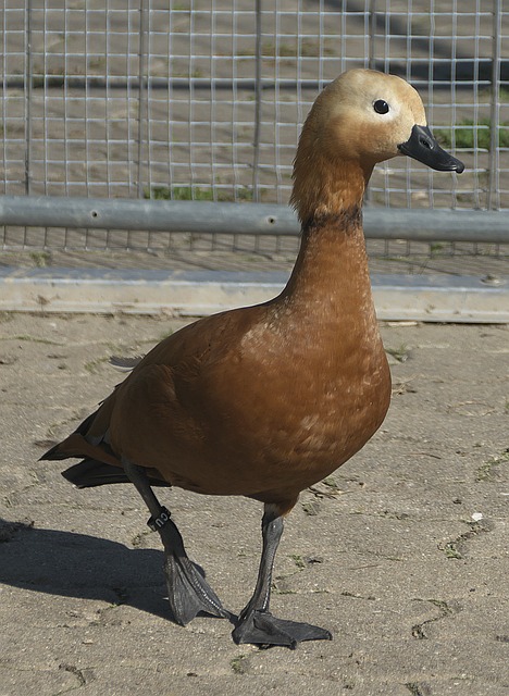 火力
